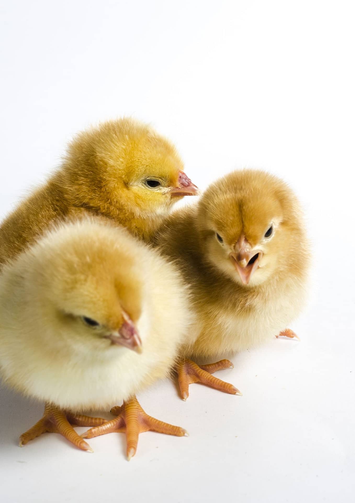 Eier vegan Eier vegan