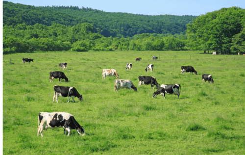 Wissenwertes über Milch Milch wissen