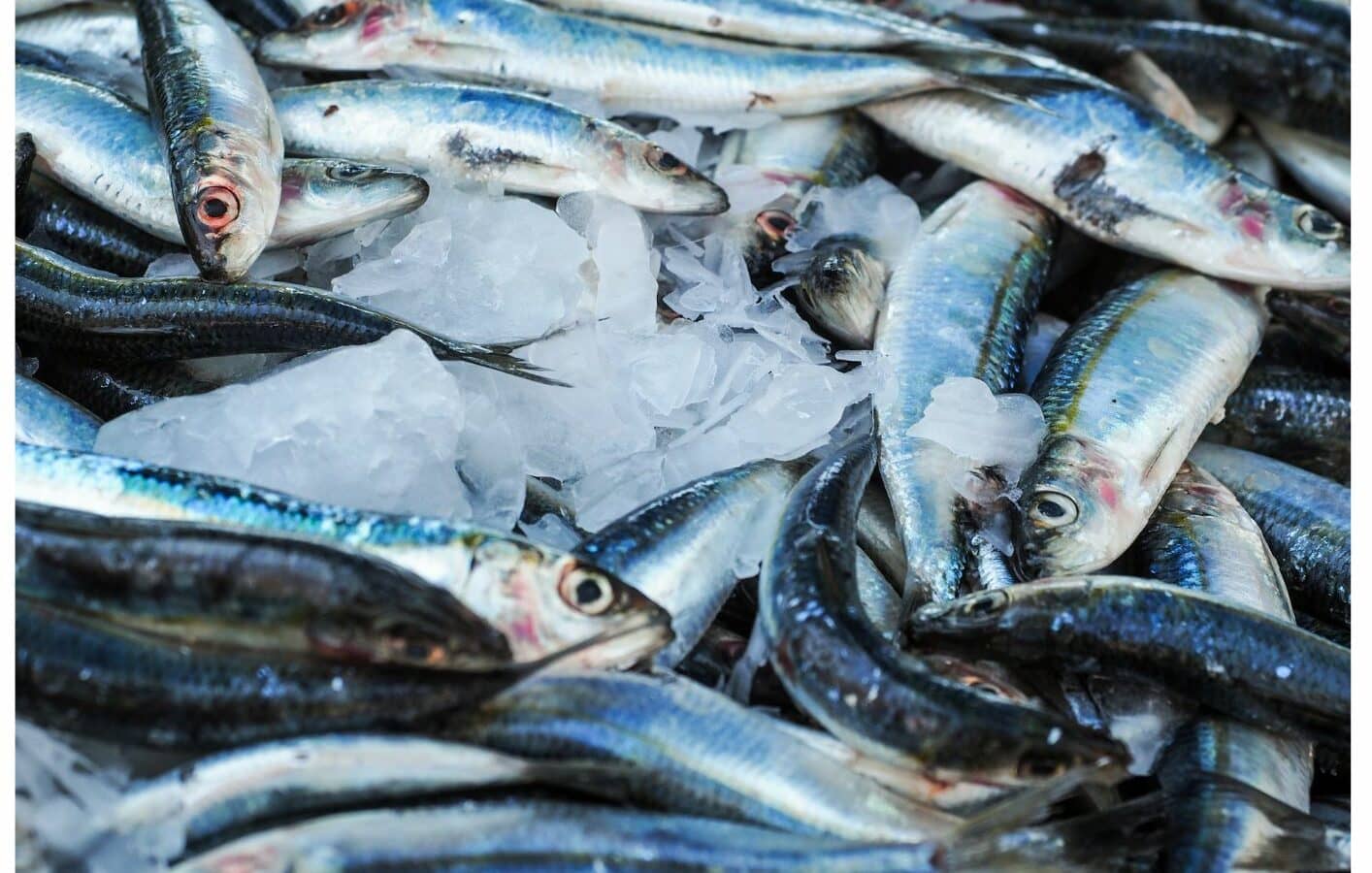 Fisch vegan Gründe für Fischverzicht