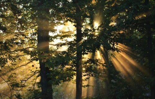 Motivation zum early bird Motivation early bird