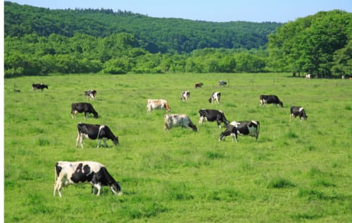 Wissenwertes über Milch Milch wissen